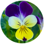 The little heartease reminding of joy