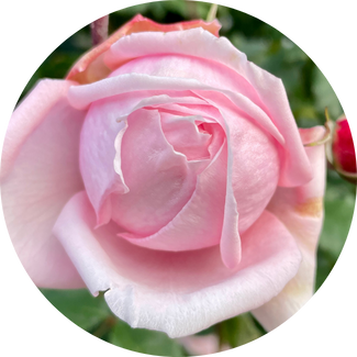 rose – nahema single 325 peace